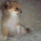 Apple Head Chihuahua Long Coat Female AKC