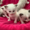 Registered Ragdoll Kitten For Sale