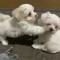 Teacup Maltese Puppies Available