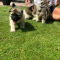 Purebred American Akita Puppies