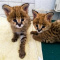 Sweet F1 savannah kittens for sale**