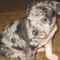 Merly American Pitbull Puppies For Re-homing .