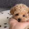 Teacup Puppies For Sale