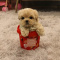 Playful Maltipoo puppies for new homes