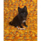 Male Pomimo Puppies