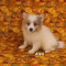CKC Pomeranian Puppies
