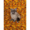 Pomeranian- Bruce- Male