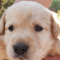 Golden retriever / Labrador Retriever