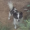 Chihuahua Adult Male Long Coat Full AKC