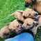 5-Star Rhodesian Ridgeback PUPPIES