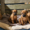Rhodesian Ridgeback Puppies For Sale