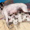 Rat terrier puppies, purebred