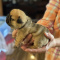 AKC French Bulldog Pups