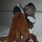 Cute Little Female Capuchin