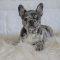 French Bulldog Puppies Available for Sale