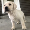 Labrador retriever Puppies For Sale
