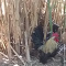 AFRICAN SPURRED TORTOISES/ Seramas