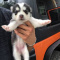 Pure Bred Full Pedigree Siberian Husky Pups