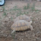 Sulcata Tortoises