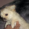 Chihuahua Tiny Apple Head Long Coat AKC*
