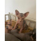 Teacup Sphynx kittens