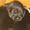 Shepherd Adult Female Czech Line