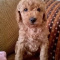 Labradoodle Puppy