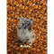 Blue Merle Pomeranian Puppies