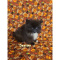 CKC Pomeranian Puppies