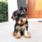 yorkshire terrier puppies