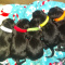 German Shepherd Puppies