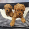 Toy poodle puppies