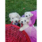 Schnoodle puppies