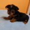 Adorable yorkie puppies