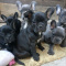 puppies for sale now