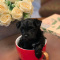 Micro morkiepoo