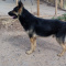 German Shepherd Stud
