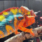 Beautiful captive bred lizards and tortoises