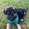 Gorgeous German Shepherd Puppies.