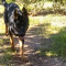 German Shepherd Mother and Puppies for Sale
