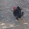 Tiny Japanese Roosters and Sulcata Tortoises
