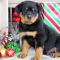 Top quality Rottweiler puppies(100% Purebred)
