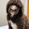 Chocolate and White Goldendoodle