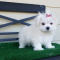 Two Teacup Maltese Puppies Needs a New Family