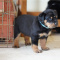 Top quality Rottweiler puppies(100% Purebred).
