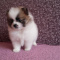 beautiful Toy Pomeranian puppies available