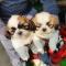 Shih Tzu Puppies Available and Ready to Go
