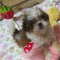 Shih Tzu Puppy