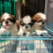 Shih Tzu puppy for sale
