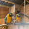 Blue and Gold macaws parrots for rehoming